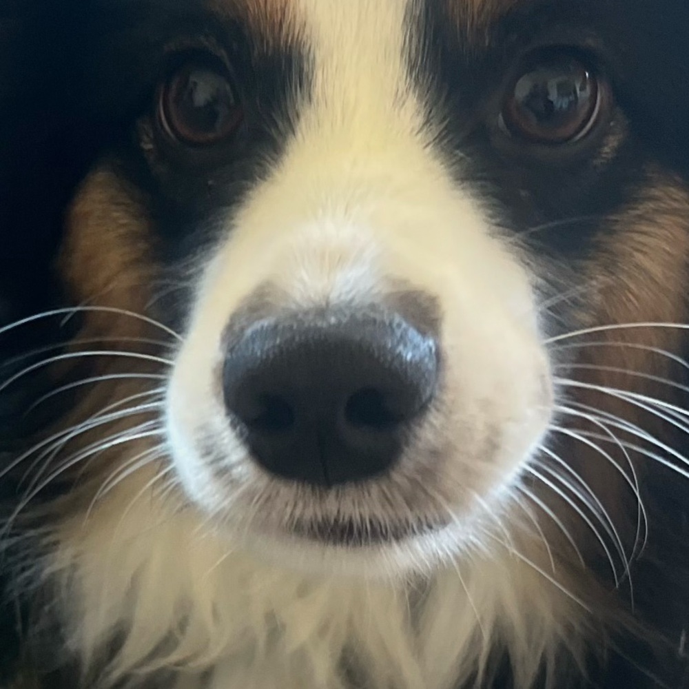 Meet your Posher, Chase
